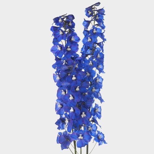 Wholesale flowers: Hybrid Delphinium Dark Blue Flower