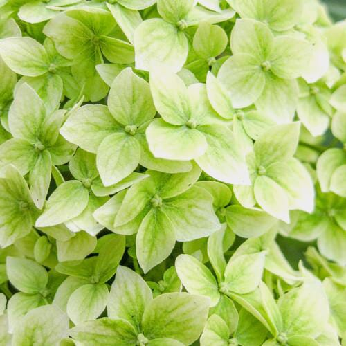 Hydrangea Mojito Green Flower