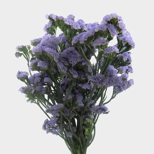 Statice Lavender Flowers