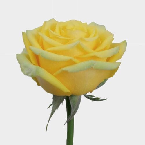 Rose High & Exotic 50 Cm. Bulk