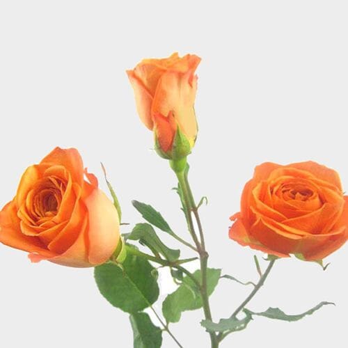 Spray Rose Orange 