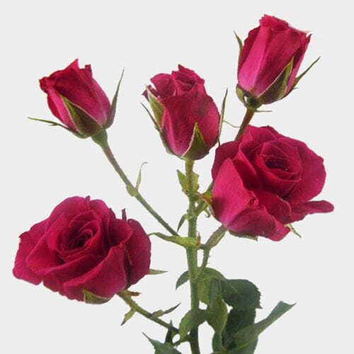 Spray Rose Hot Pink