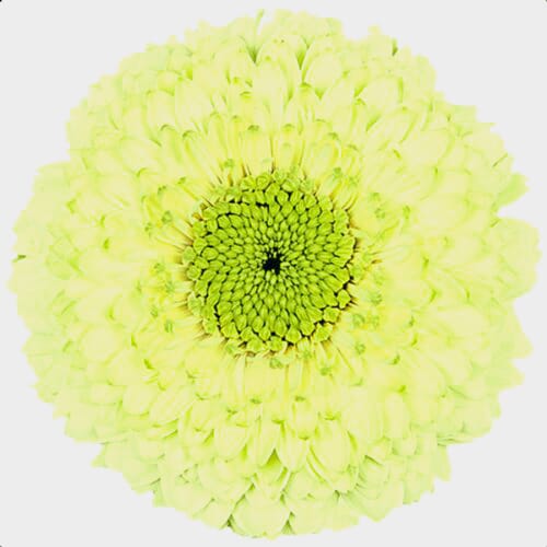 Gerpom Green Flower
