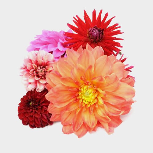 Dahlias 5 Bunch  - Bicolors