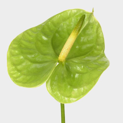 Anthurium Green 