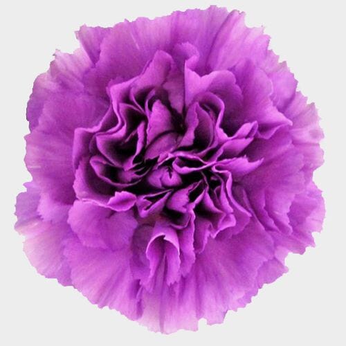 Moonlight Deep Lavender Carnation Flowers - Fancy
