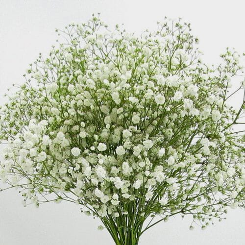 Gypsophila Excellence Flowers