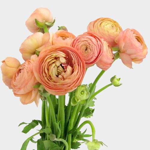 Wholesale flowers: Peach Ranunculus Flower