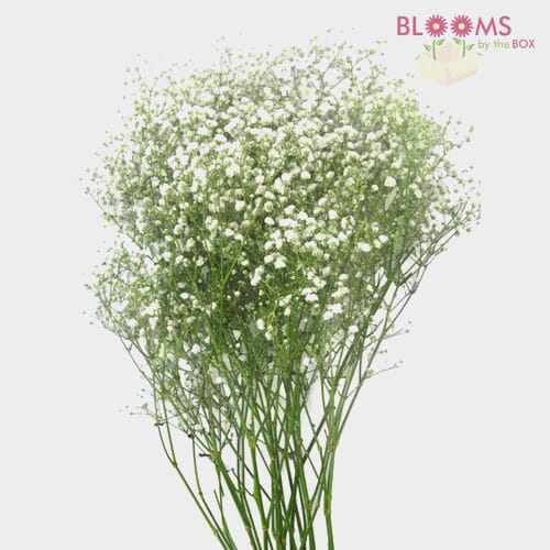 Classic White Fillers Bulk Pack  