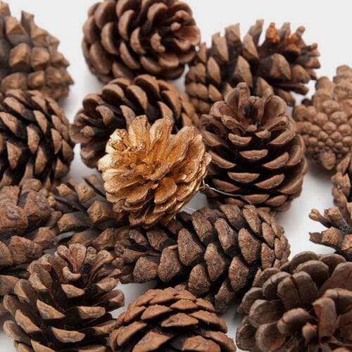 Pine Cones Ponderosa (Box/100)