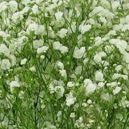 Gypsophila Excellence Bulk Pack