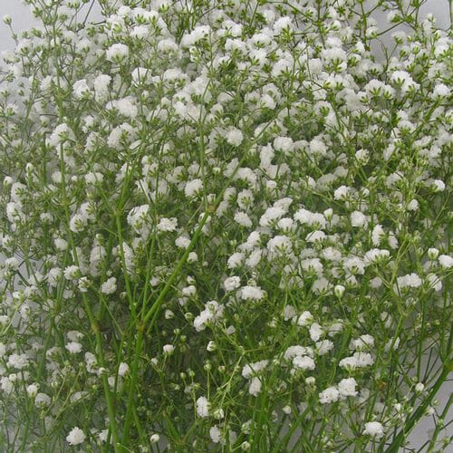 Gypsophila Bouquet Grade Bulk Pack