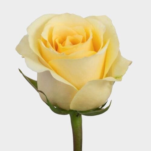 Rose Butterscotch Cream 50cm