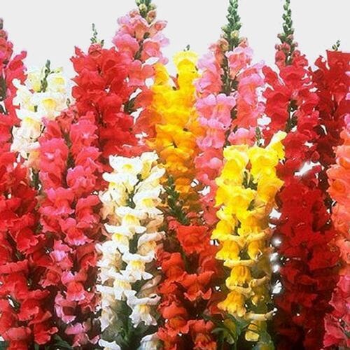 Snapdragon Flowers Assorted Bulk
