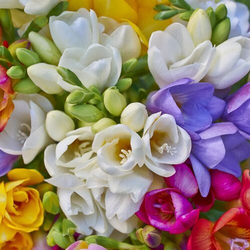 Freesia Assorted Colors Bulk