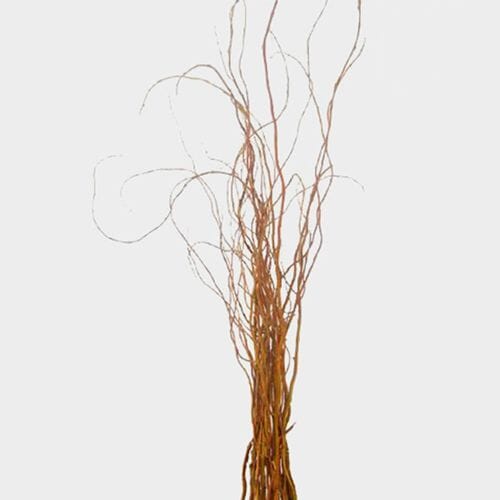 Curly Willow Tips Assorted Bulk