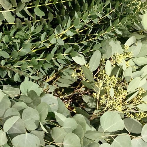 Eucalyptus Assorted Bulk