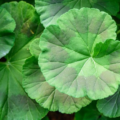 Geranium Foliage Assorted Colors Bulk