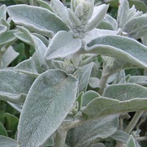 Lambs Ear Greenery - Bulk
