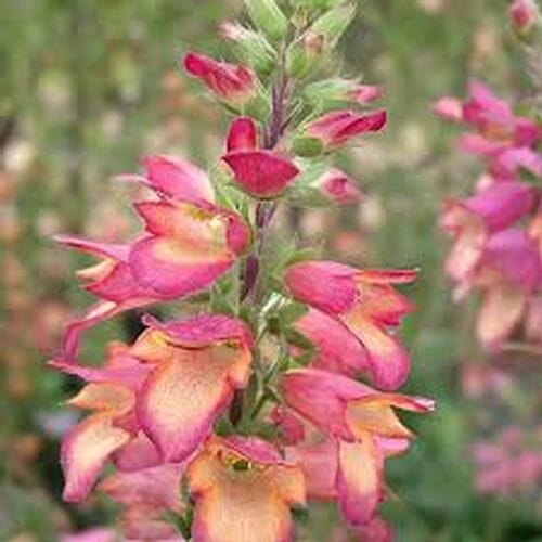 Foxglove Illumination Flowers - Bulk