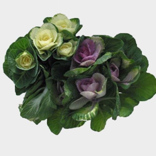 Cabbage Kale Assorted Bulk