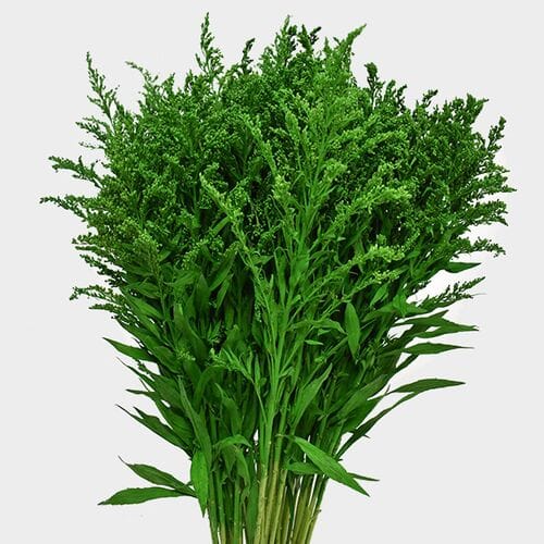 Solidago Tinted Green Bulk