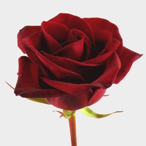 Black Magic Rose 60 Cm.