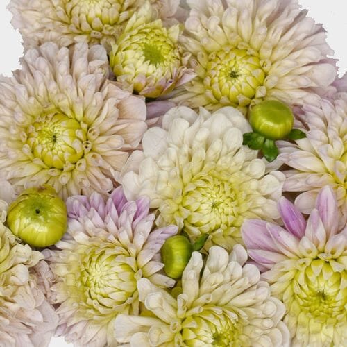 Dahlias 5 Bunch  - Creams