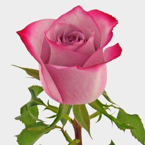 Rose Deep Purple  60cm Bulk