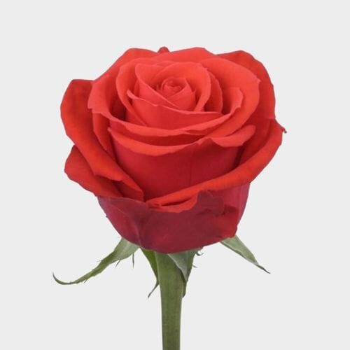 Rose Nina 60 Cm Bulk
