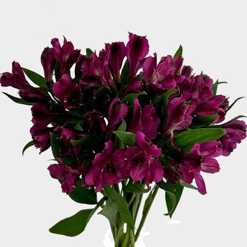 Alstroemeria Purple
