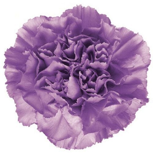 Carnation Lavender Fancy