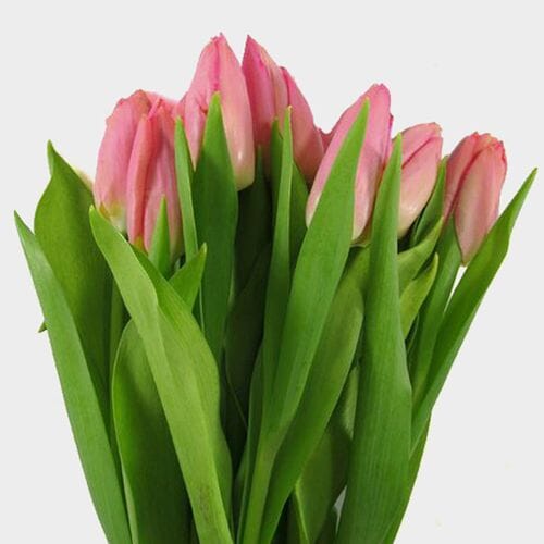 Vday Tulip Pink