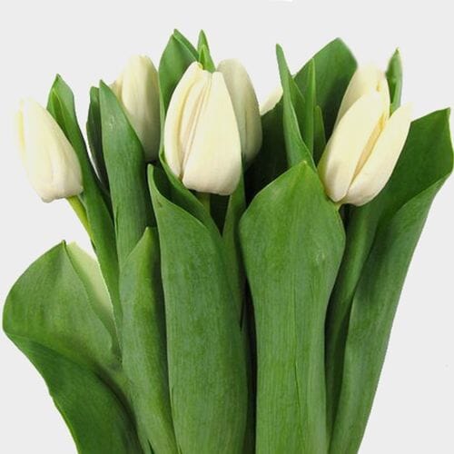 Vday Tulip White