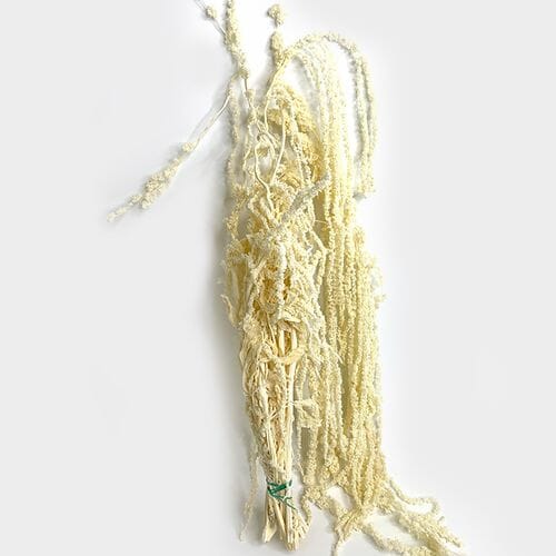 Amaranthus Bleached White