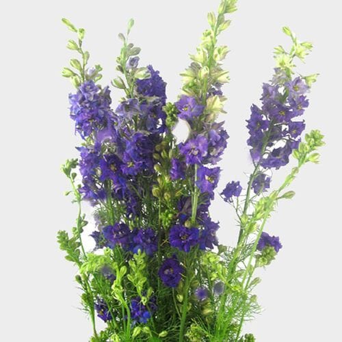 Larkspur Purple Bulk