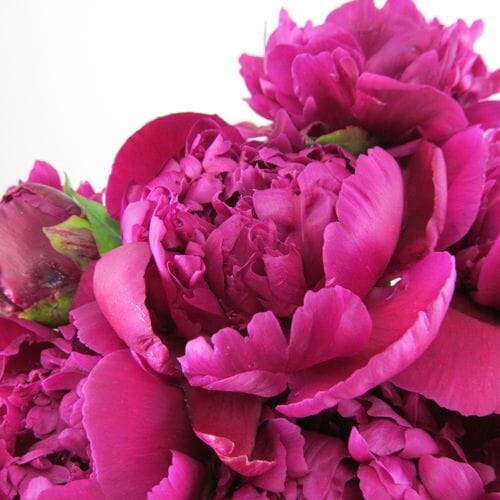 Peony Flower Hot Pink